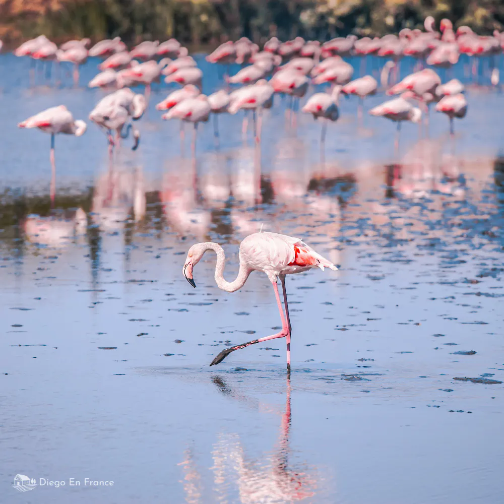 Flamencos rosados alimentándose en las salinas de Aigues-Mortes, ícono de la fauna camarguesa. Fotografía de diegoenfrance.com