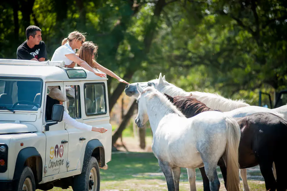 familia en safari 4x4 acariciando caballos blancos típicos de la Camarga.