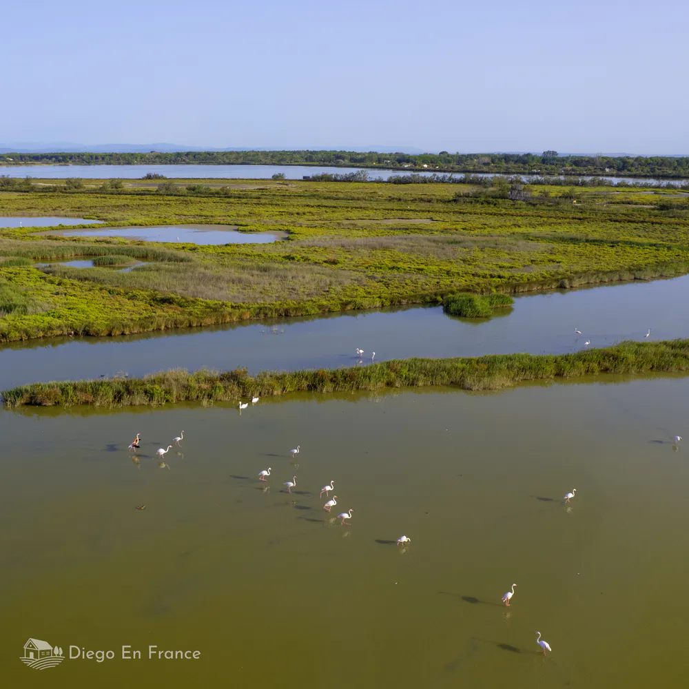 Vista aérea de las marismas y flamencos en libertad, una de las joyas que ver en Aigues-Mortes. Fotografía de diegoenfrance.com