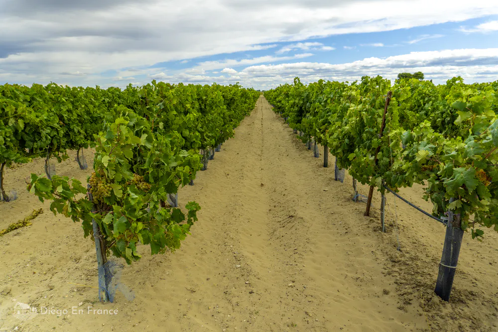 Filas de viñas plantadas directamente sobre suelo arenoso cerca de Aigues-Mortes. Fotografía de diegoenfrance.com