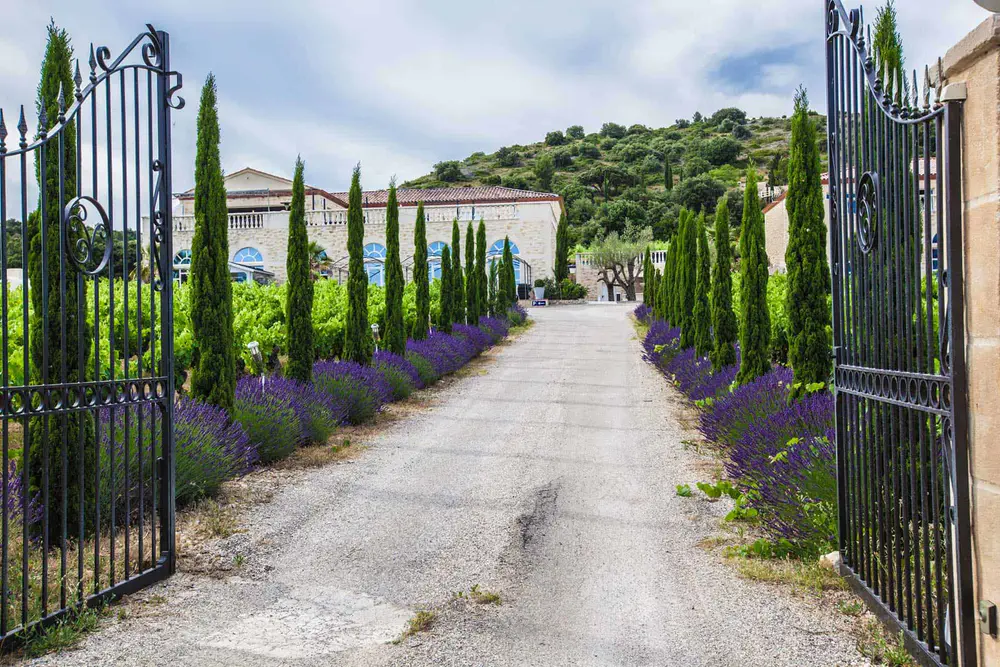 Entrada con portones de hierro y camino flanqueado por lavandas y cipreses en finca rural del Hérault.