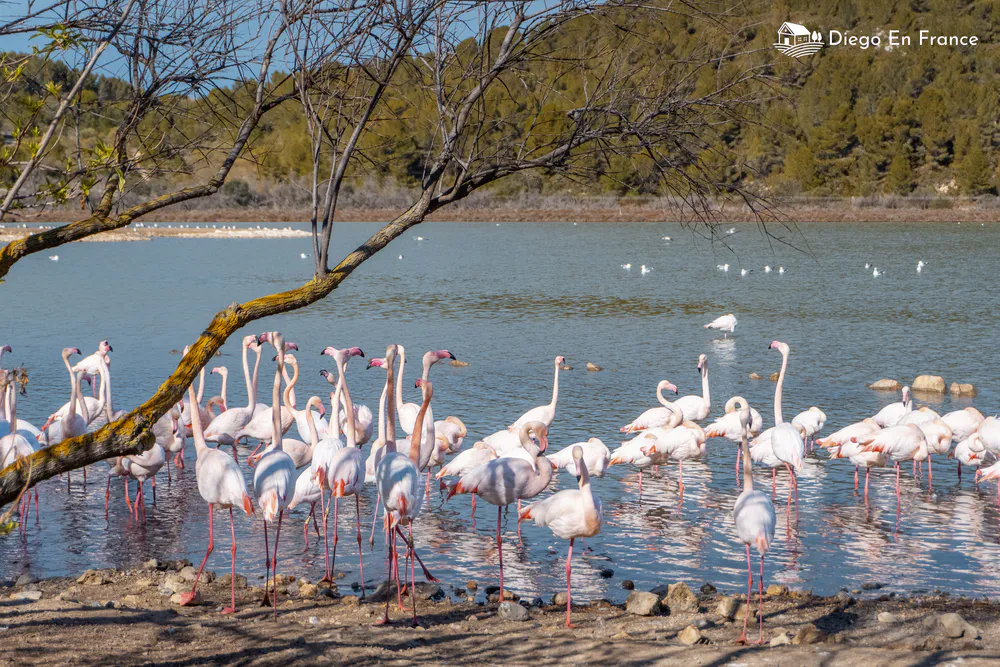Fotografía de diegoenfrance.com de flamencos rosados en la Reserva Africana de Sigean.