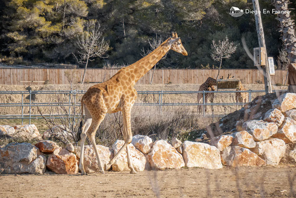 Fotografía de diegoenfrance.com de jirafa en la Reserva Africana de Sigean.