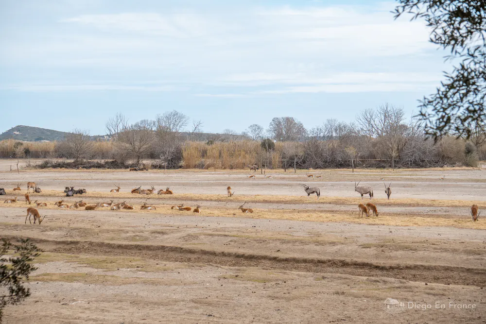 Elk herd walking through trees in Sigean