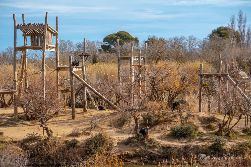 Group of monkeys playing on an island surrounded by water in the Sigean African Reserve.