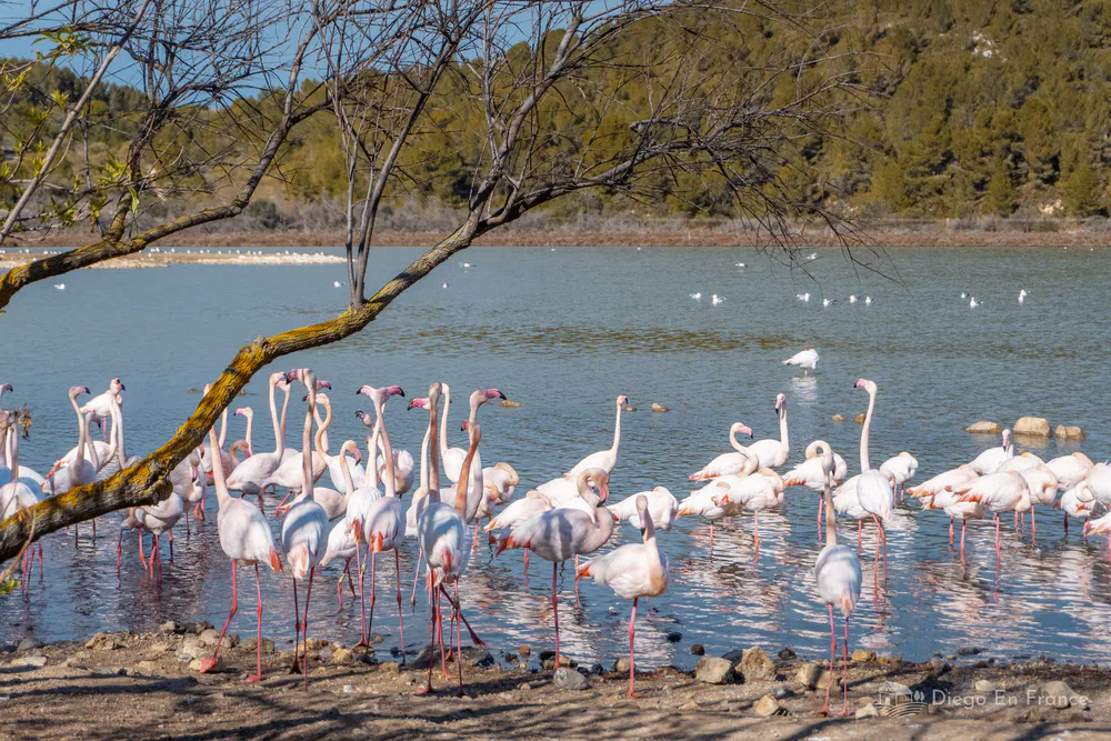 Pink flamingos on a lake in the Sigean African Reserve.