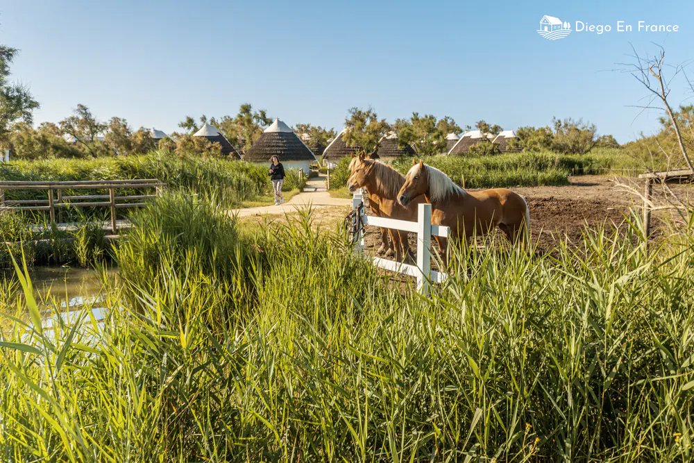 Photographie de diegoenfrance.com d’une scène rurale avec chevaux et architecture typique de la Camargue