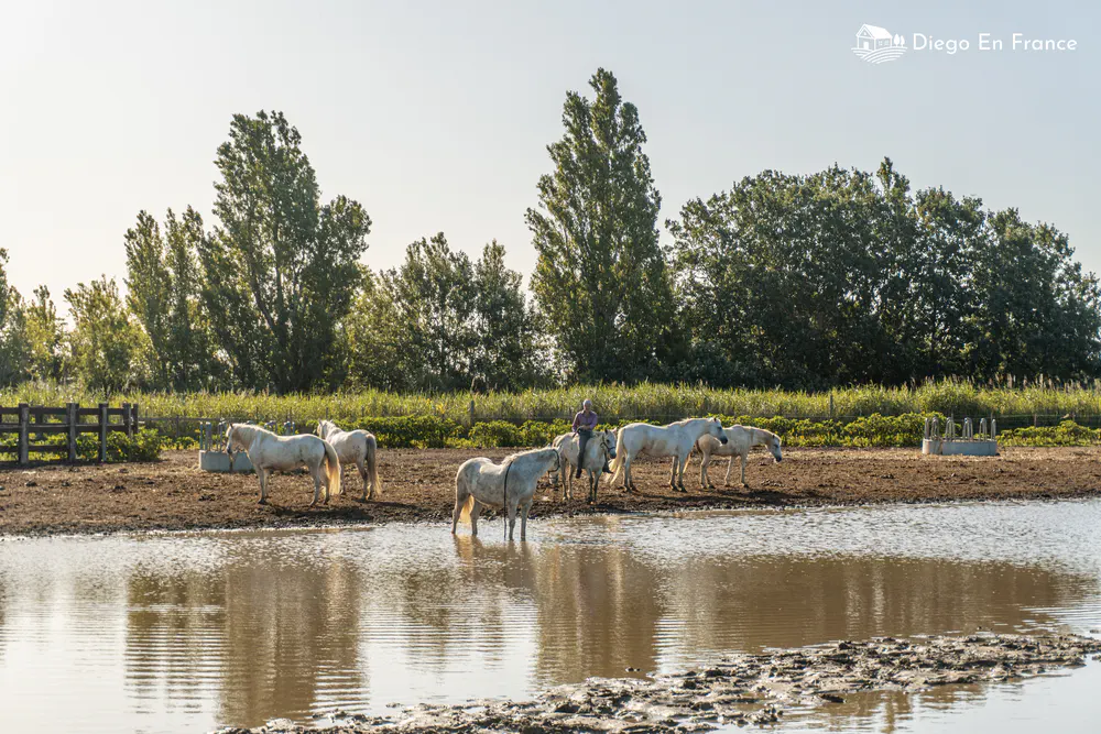 Le mélange de terres marécageuses, de chevaux blancs en liberté et d’imposants taureaux noirs crée un décor aussi surprenant qu’enchanteur.