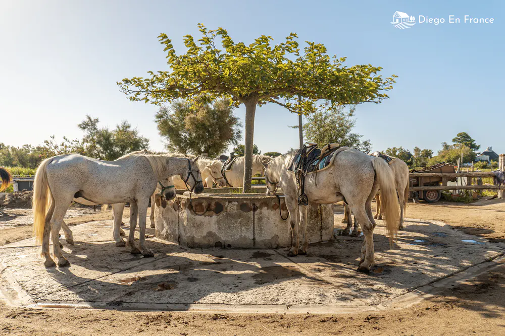 Photographie de diegoenfrance.com de chevaux camarguais rassemblés à l'ombre, symbole de la tradition équestre locale.