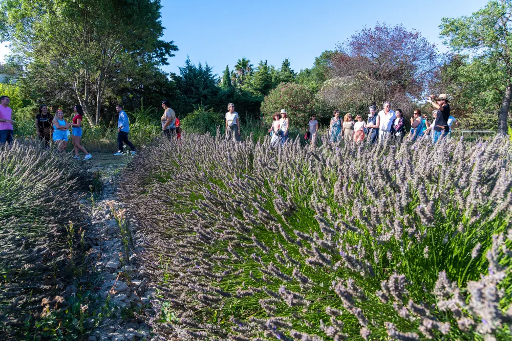 Grupo de visitantes recorriendo un jardín de lavandas durante una visita guiada.
