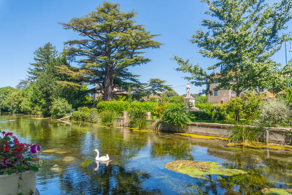 Canal with swan, trees, and vegetation next to houses in the south of France