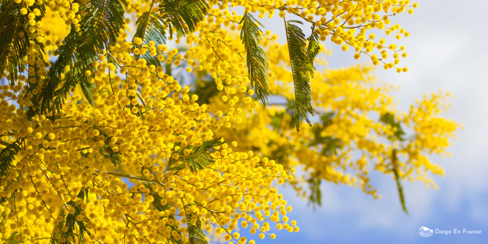 Ramas de mimosa con flores amarillas en plena floración sobre fondo de cielo