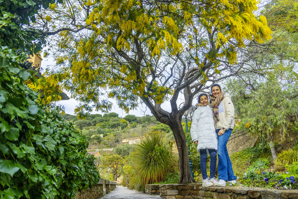 Familia de pie bajo un árbol de mimosa en flor durante el invierno