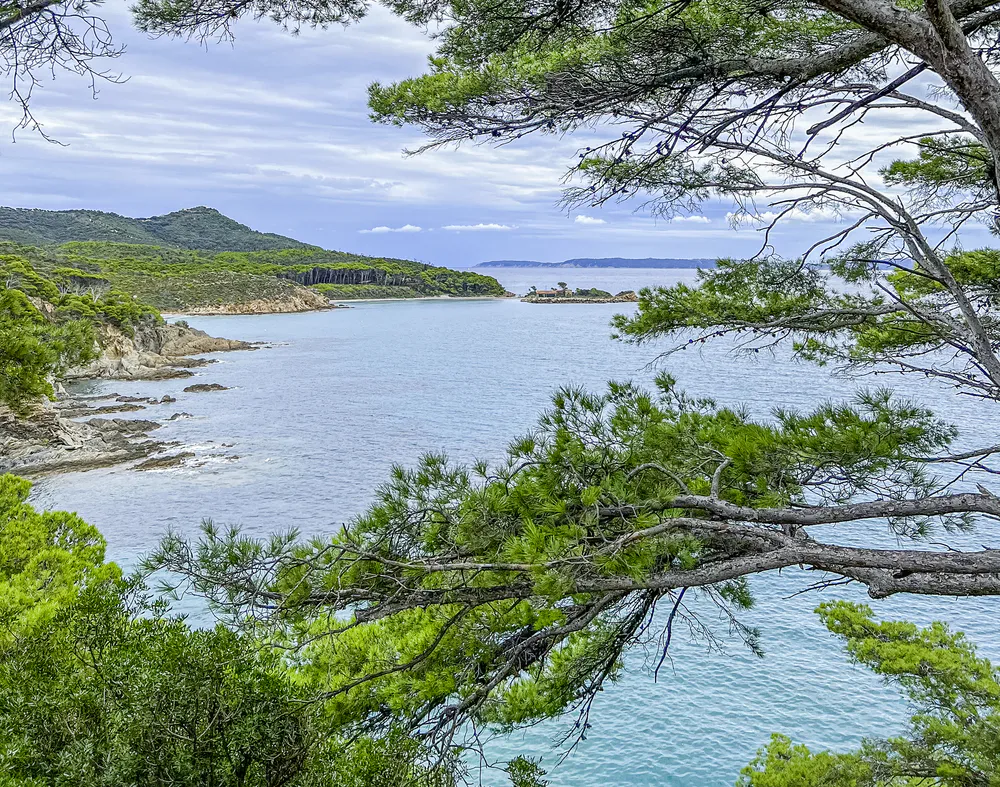 Cala de aguas claras vista entre ramas de pinos y vegetación costera