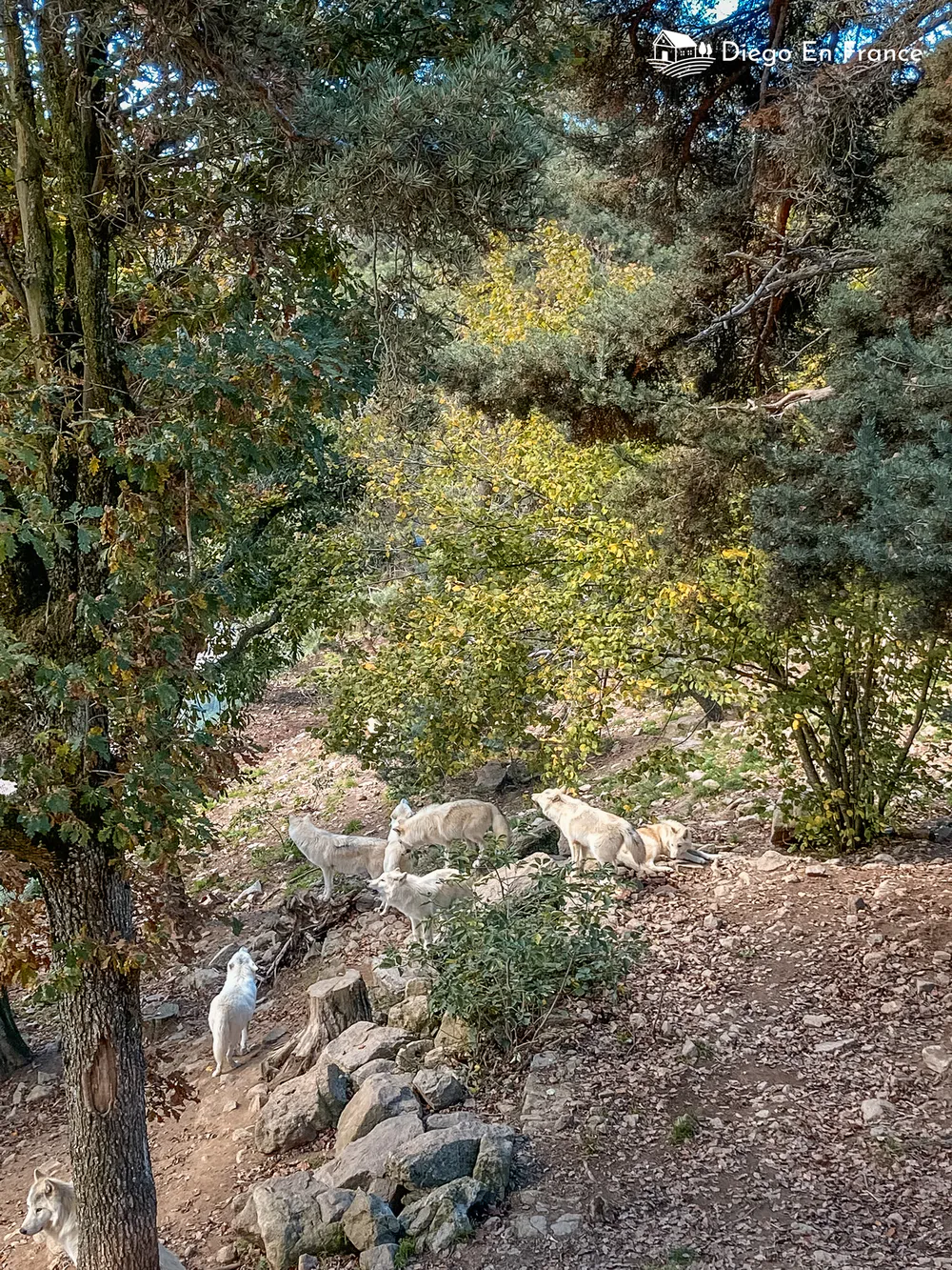 Fotografía de diegoenfrance.com de lobos en un parque de fauna en Francia