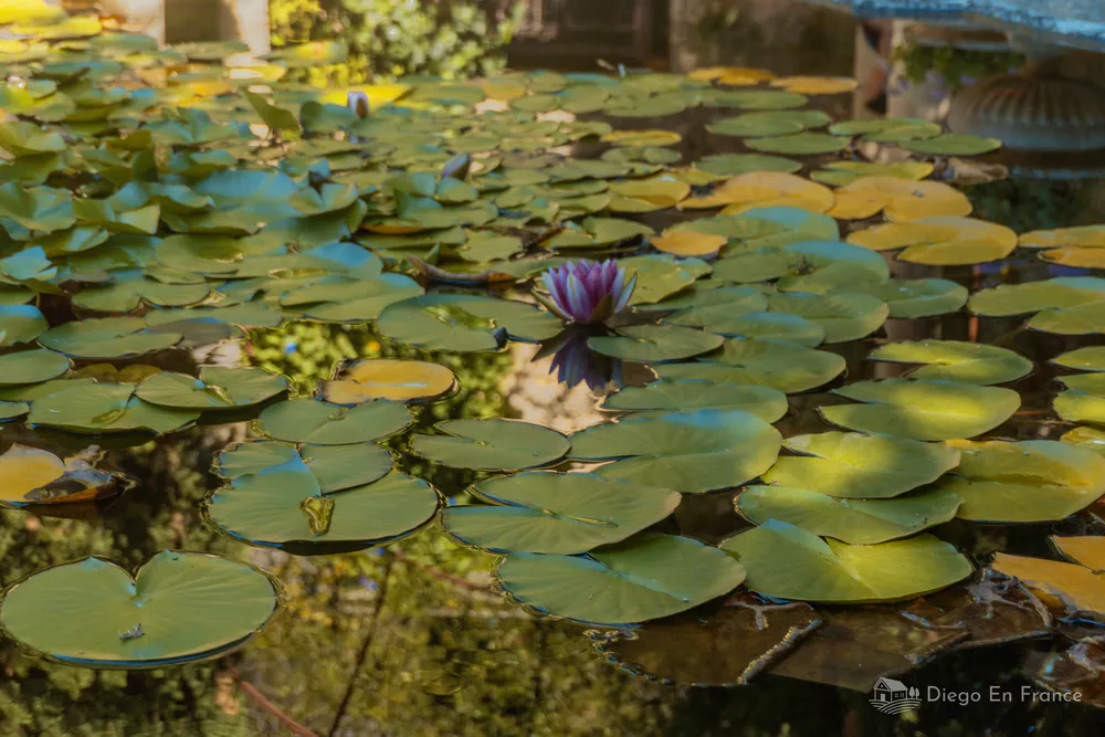Fotografía de diegoenfrance.com de los estanques con nenúfares en los Jardines de Saint-André, Provenza.