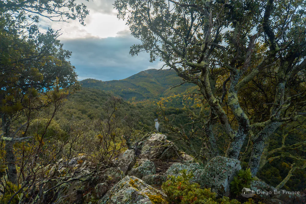 Bosque mediterráneo y rocas en ruta al Pic de Garces. Fotografía de diegoenfrance.com